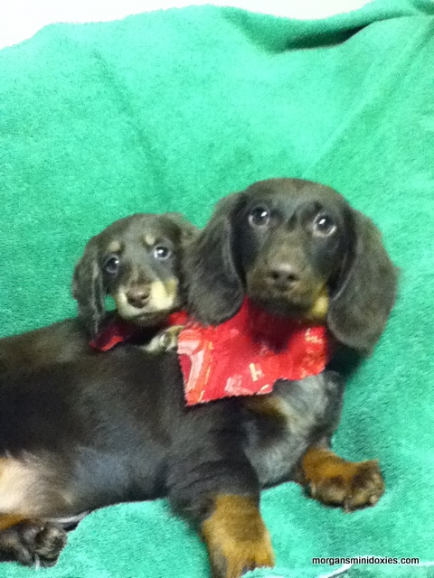 Morgan s Miniature Dachshunds Home Morgan s miniature dachshunds