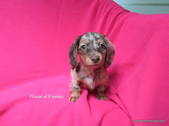 Morgans clearance mini doxies