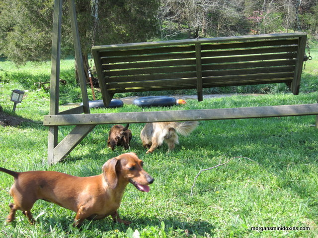 Morgans hotsell mini doxies